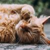 Le chat botté : légende et secrets dévoilés