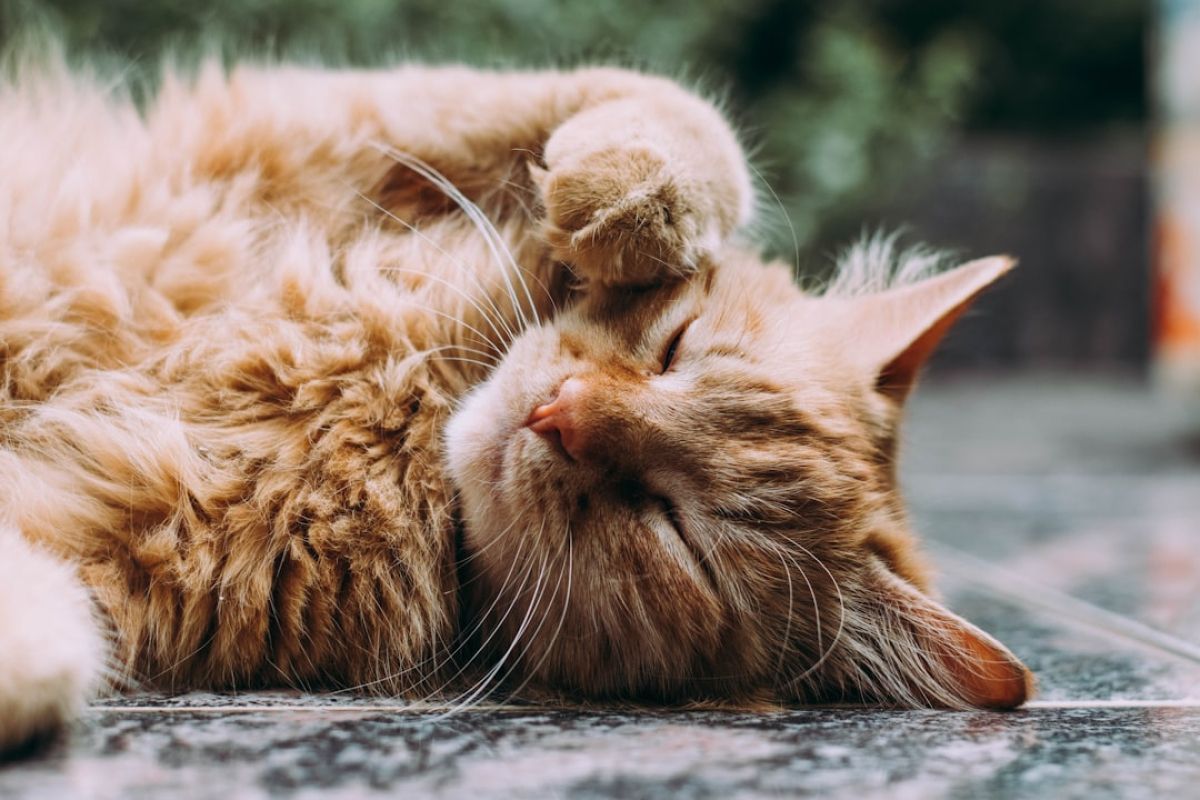 Le chat botté : légende et secrets dévoilés