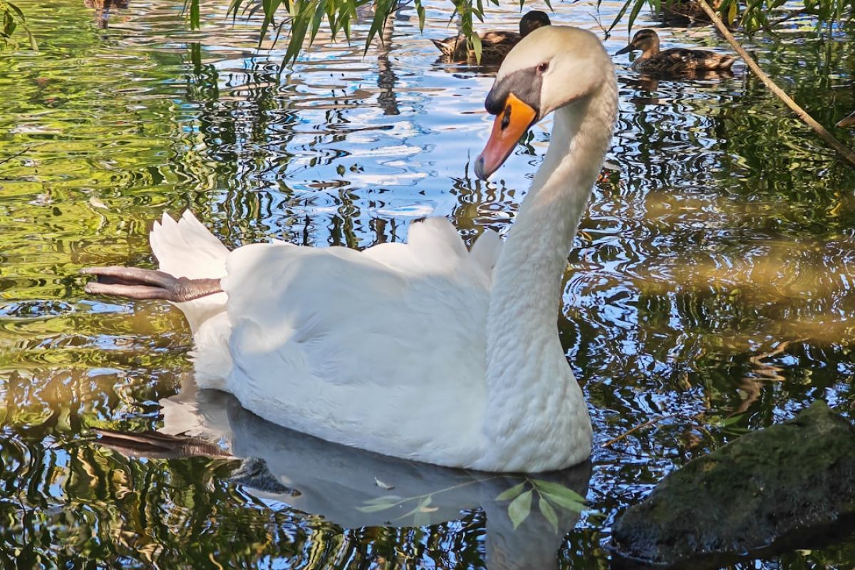 Le vilain petit canard : une leçon de vie