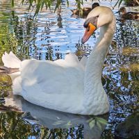 Le vilain petit canard : une leçon de vie